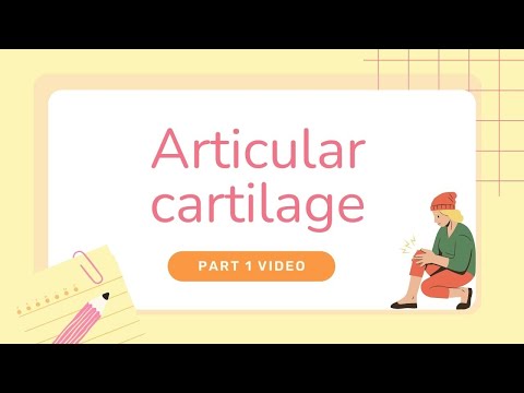 Zonal Structure Of Articular Cartilage