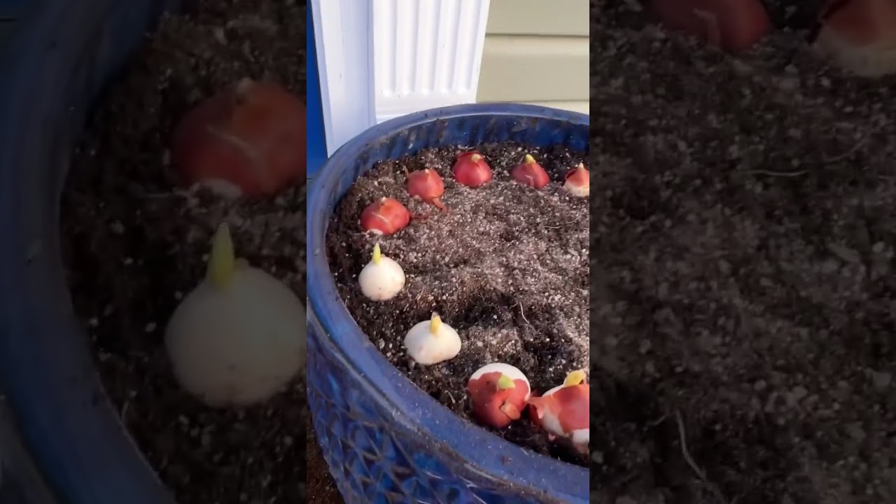 Tulips| from bulbs to blooms🌷 @growlikemel 