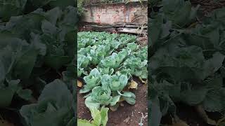 #cebola#repolho#banana#cana caiana#mixirica#horta