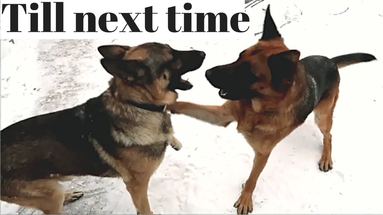 German Shepherds say Goodbye YouTube