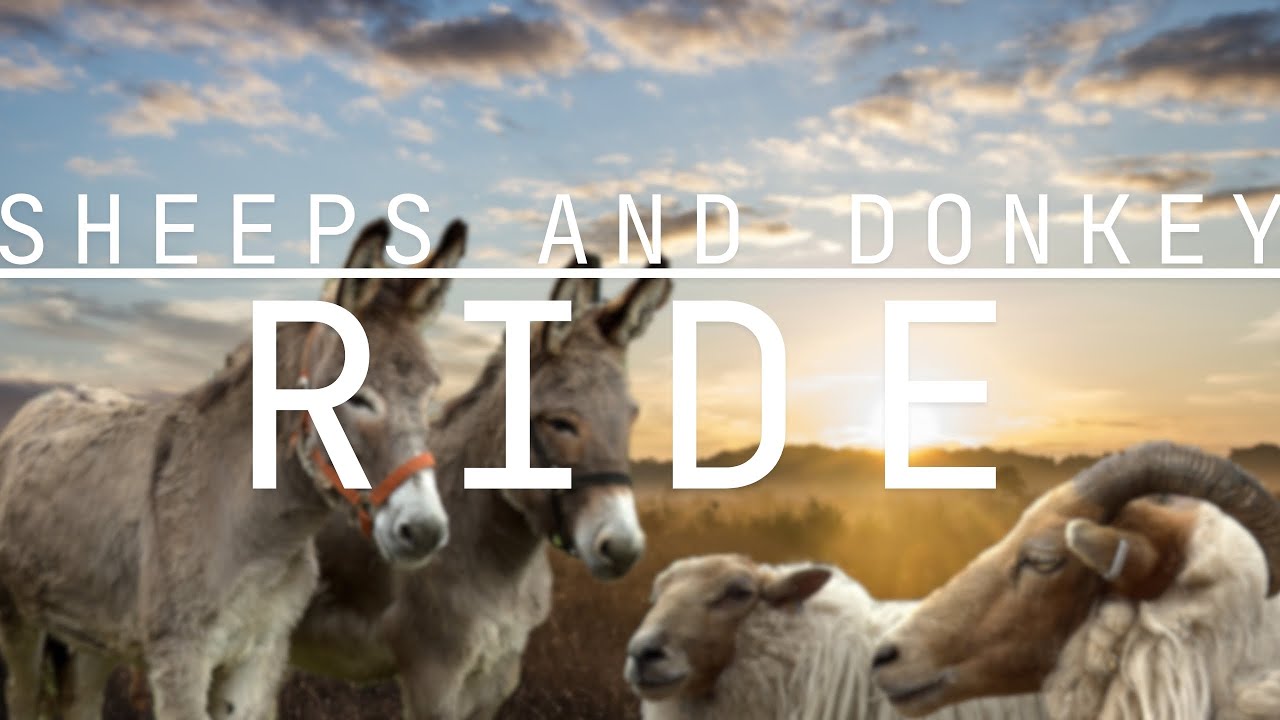Sheeps and Donkey Ride | Aprilia Tuareg 660 | POV, no talk just ride