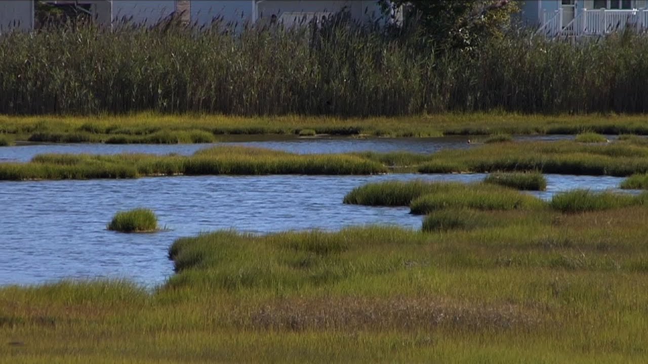 DEP Works to Restore NJ Wetlands YouTube