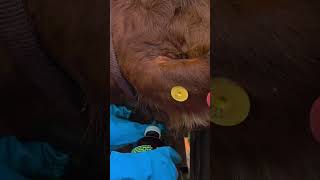 Treating ringworm on cattle