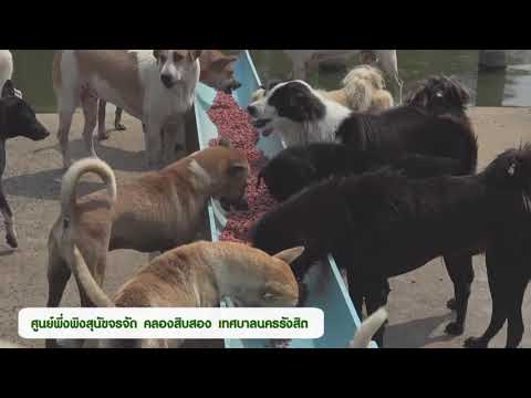 นายกฯอาร์ตนโยบายการจัดการสุนัขจรจัด ของศูนย์พักพิงสุนัขคลอง 12  เทศบาลนครรังสิต ศูนย์พักพิงสุนัข