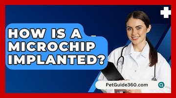How Is A Microchip Implanted? - PetGuide360.com