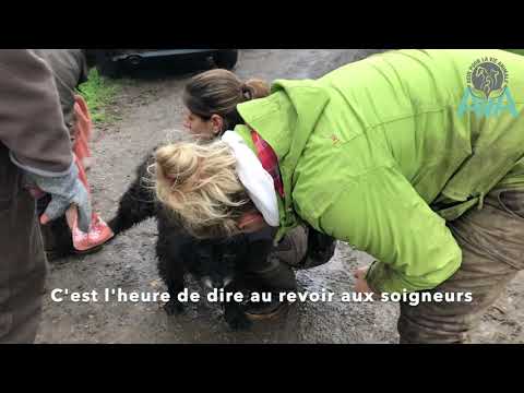 Après 11 ans de refuge, Bao est enfin adopté !