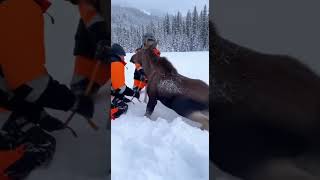 Rescuers PULL MOOSE Out of Massive Snowdrift #rurallife #farmingtraditions