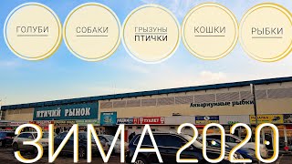 Птичий рынок Москвы. Зима 2020. Голуби, собаки, грызуны, птички, кошки, рыбки.