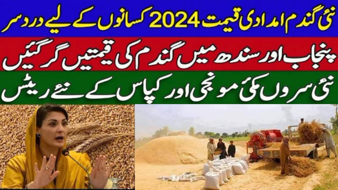 new wheat support price in punjab sindh 2024 || new sarson makki gundam ...