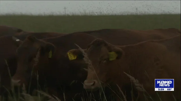 Cowley County ranchers on edge after reports of cattle theft