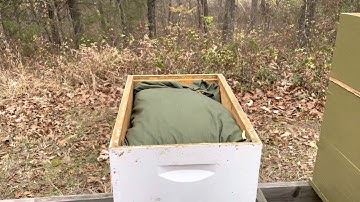 Winterizing Langstroth honey bee hives with quilt box #beekeeping #langstroth #hives