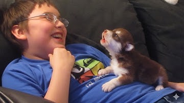 Best Of Cute Puppies Howling Videos 2025