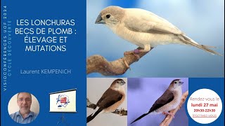 Les Lonchuras becs de plomb : élevage et mutations - Visio'UOF 66