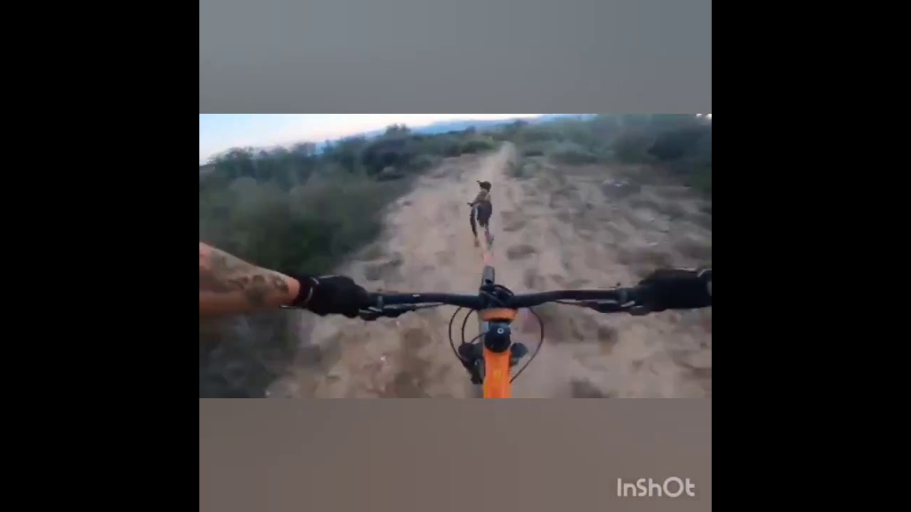 Bikejoring. Competencia virtual the dryland race 2020