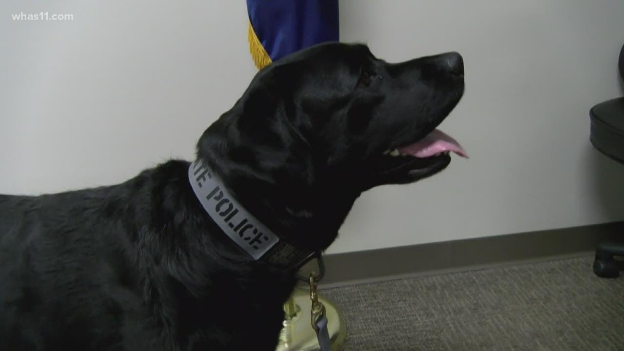 Meet Detective May Kentucky State Police's newest K9 and her special
