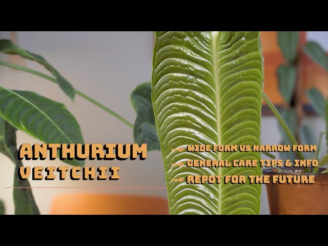 Anthurium Veitchii Wide vs Narrow General Care Tips - YouTube