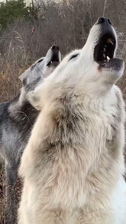 #TheCalling - #Howling #Wolfs ~ #Lobos #Aullando 🐺🐺