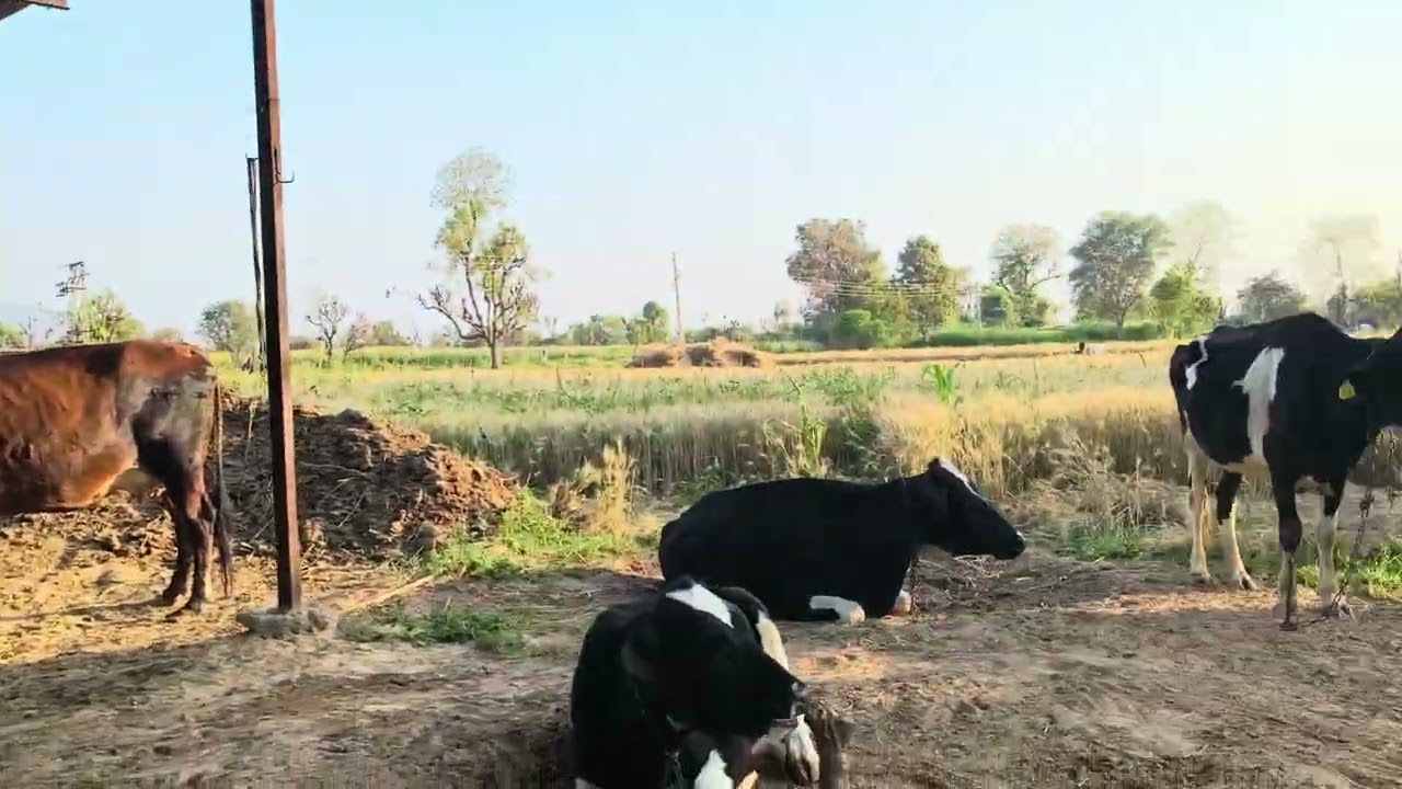 ખેતીવાડી ની મોજ જોવાનું ભૂલતા નહીં જય જવાન જય કિસાન