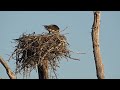 Male Osprey bringing a fish to the nest.