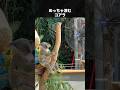 扇風機をめっちゃ堪能するコアラ #コアラ #動物