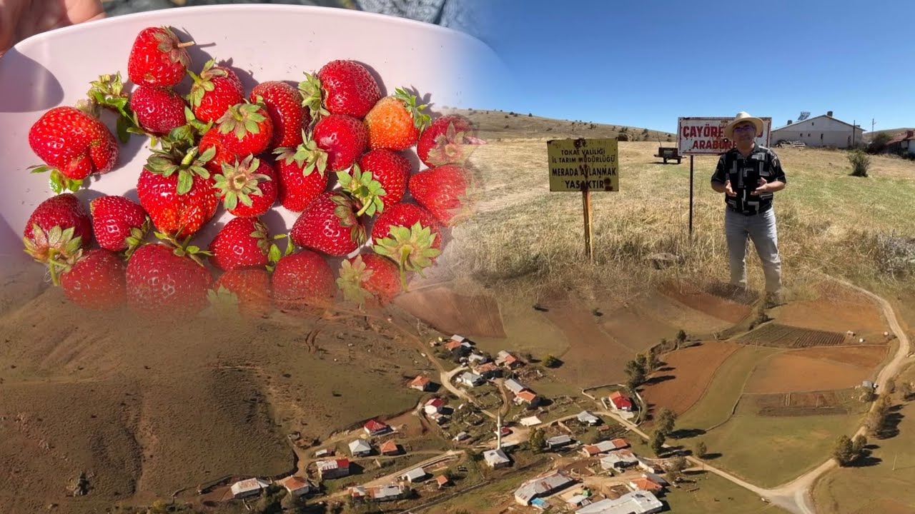 Dosta Giden Yol Çayören Köyü 2. Bölüm #tahsinbakır #tokat #gezelimgörelim #çilekkokusu #köylerimiz