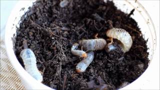trout fishing with witchetty gubs, otherwise known as cockchafer grubs or curl grubs