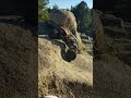 UTB18 CAPRA 4WS UPHILL