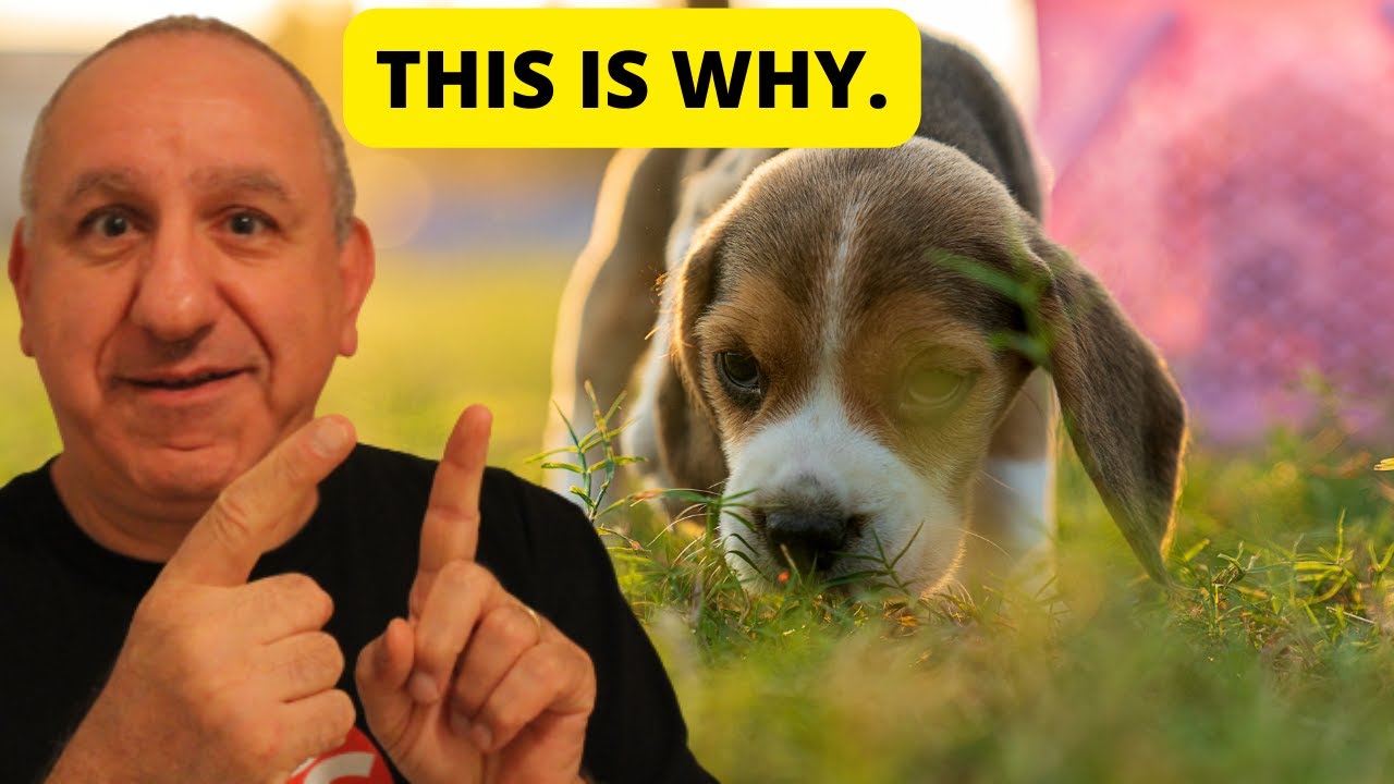 My puppy won't listen to me while outside (This is why) puppy training crate schedule