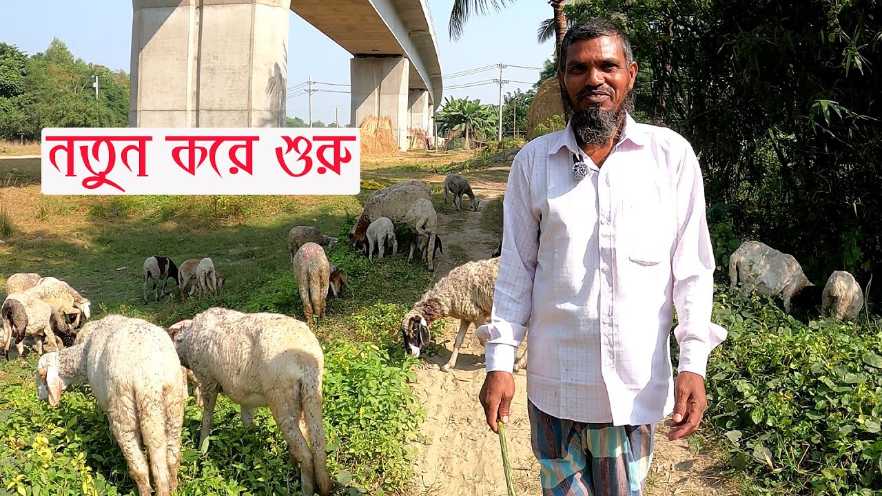 গাড়ল পালন কতটা লাভজনক | বাংলাদেশে গাড়ল পালন | Y Bee
