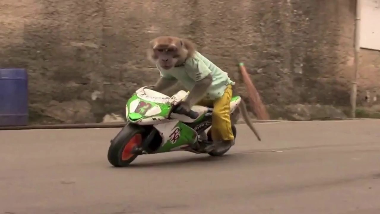 Lucu Monyet Ini Kabur Dari Majikannya Namun Sayang Monyet Itu