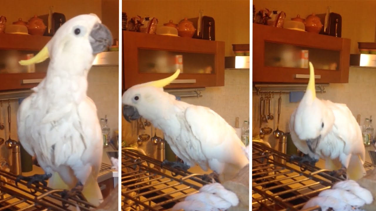 Dancing Cockatoo YouTube