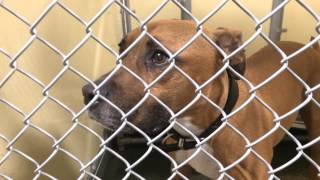 My Visit to the Sioux Falls Humane Society - July 2014. Hello Awesome Animals!