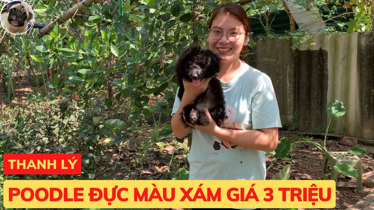 Thanh Lý Chó Poodle Màu Xám Giá 3 Triệu - Pet Pet Shop - youtube