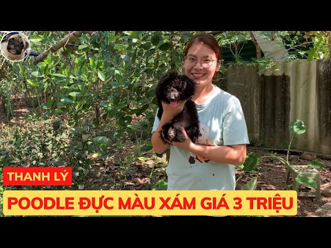 Video Thanh Lý Chó Poodle Màu Xám Giá 3 Triệu - Pet Pet Shop - youtube