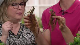 Roberta's 14-Piece Strawberry, Mint and Basil Collection on QVC