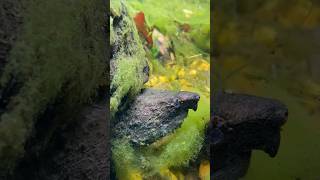 Alligator Snapping Turtle Camouflage