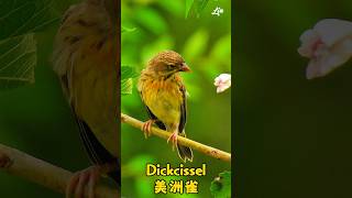 Dickcissel