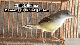 Ciblek betina gacor untuk PANCINGAN ciblek jantan agar bunyi