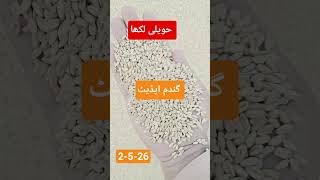 today wheat 🌾 price in liveboli and update #ghalamandi #agriculture #wheat #food #liveboli #inform