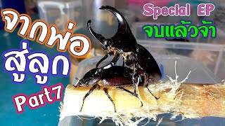 Special EP Part7 : ลูกกว่างหน้าตาจะเหมือนพ่อกว่างหรือไม่?