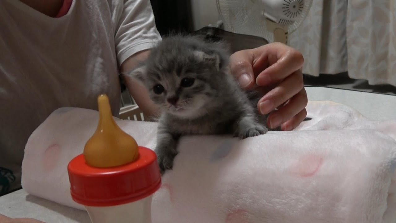 最後のミルクのお時間ですよ～超可愛い女の子でした♪