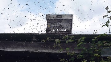 Bee swarm arriving at bait hive