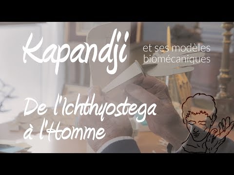 A. Kapandji: de l'ichthyostega à l'Homme, de la nageoire au membre supérieur