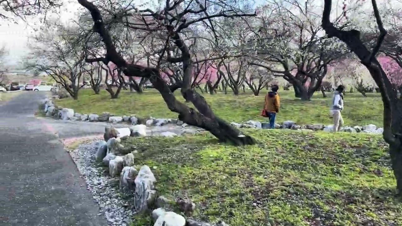 いなべ市梅林公園　梅の開花状況です