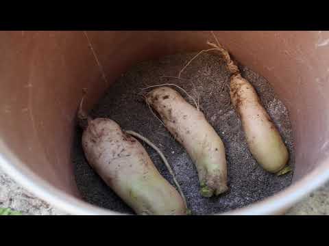 Video: Cómo Obtener Una Cebolla De Nabo A Partir De Semillas En Una Temporada