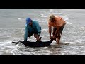 Dolphin rescue