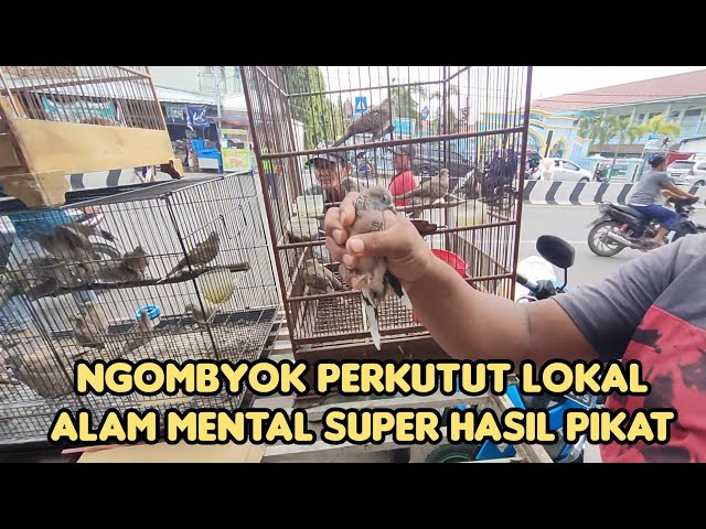 NGOMBYOK PERKUTUT LOKAL ALAM MENTAL SUPER class=