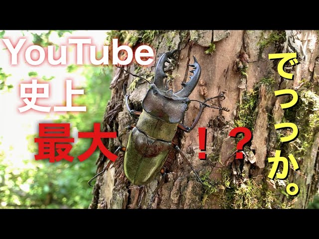 超特大ミヤマクワガタ
