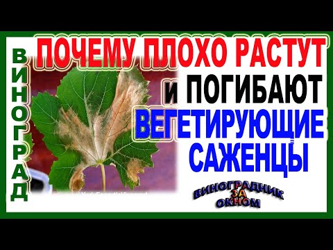 🍇 Два совета. Почему медленно  растут и часто погибают вегетирующие саженцы винограда.