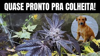 Episode 8: Caramel's 8th Week of Flowering! - Indoor Cannabis/Marijuana Growing